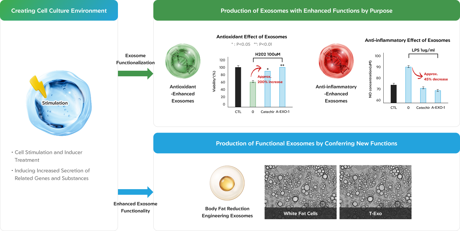 Production of Exosomes with Enhanced Functions by Purpose