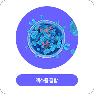 엑소좀 결합