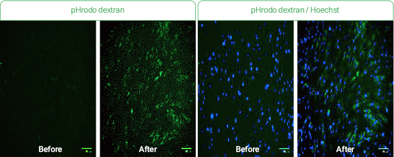 pHrodo dextran