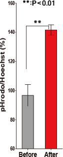 pHrodoo dextran / Hoechst